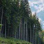 Jakie są alternatywne rozwiązania dla ścinania drzew we Wrocławiu