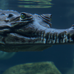 Coccodrillo - fascynujący świat krokodyli